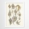 Shells  by Adams Ale  Framed Print - Americanflat